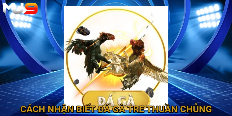 cach-nhan-biet-da-ga-tre-thuan-chung