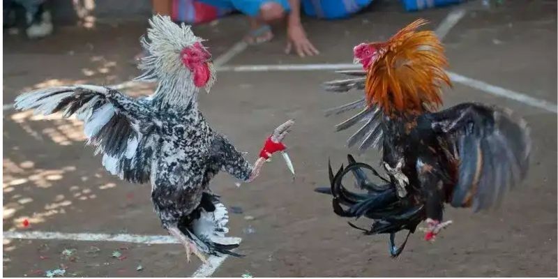 da-ga-tre-thuan-chung-cach-nhan-biet