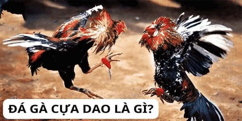 da-ga-tre-thuan-chung-gioi-thieu