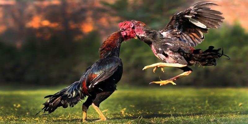 Tướng gà lực lưỡng trước giờ đấu