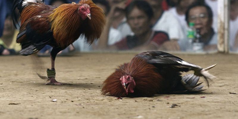 zing88-tang-thuong-cuoc-thu-chien-thang
